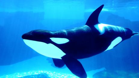 orca whale display